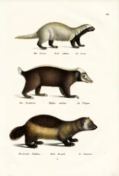 Glouton, 1824